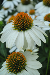 ローマストリートパークランド