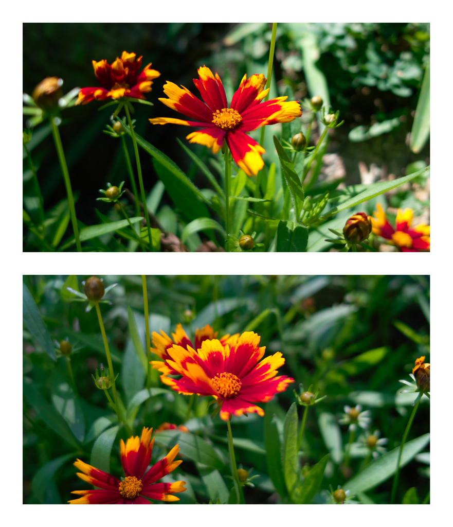 コレオプシス グランディフローラ