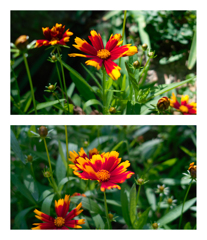 コレオプシス グランディフローラ