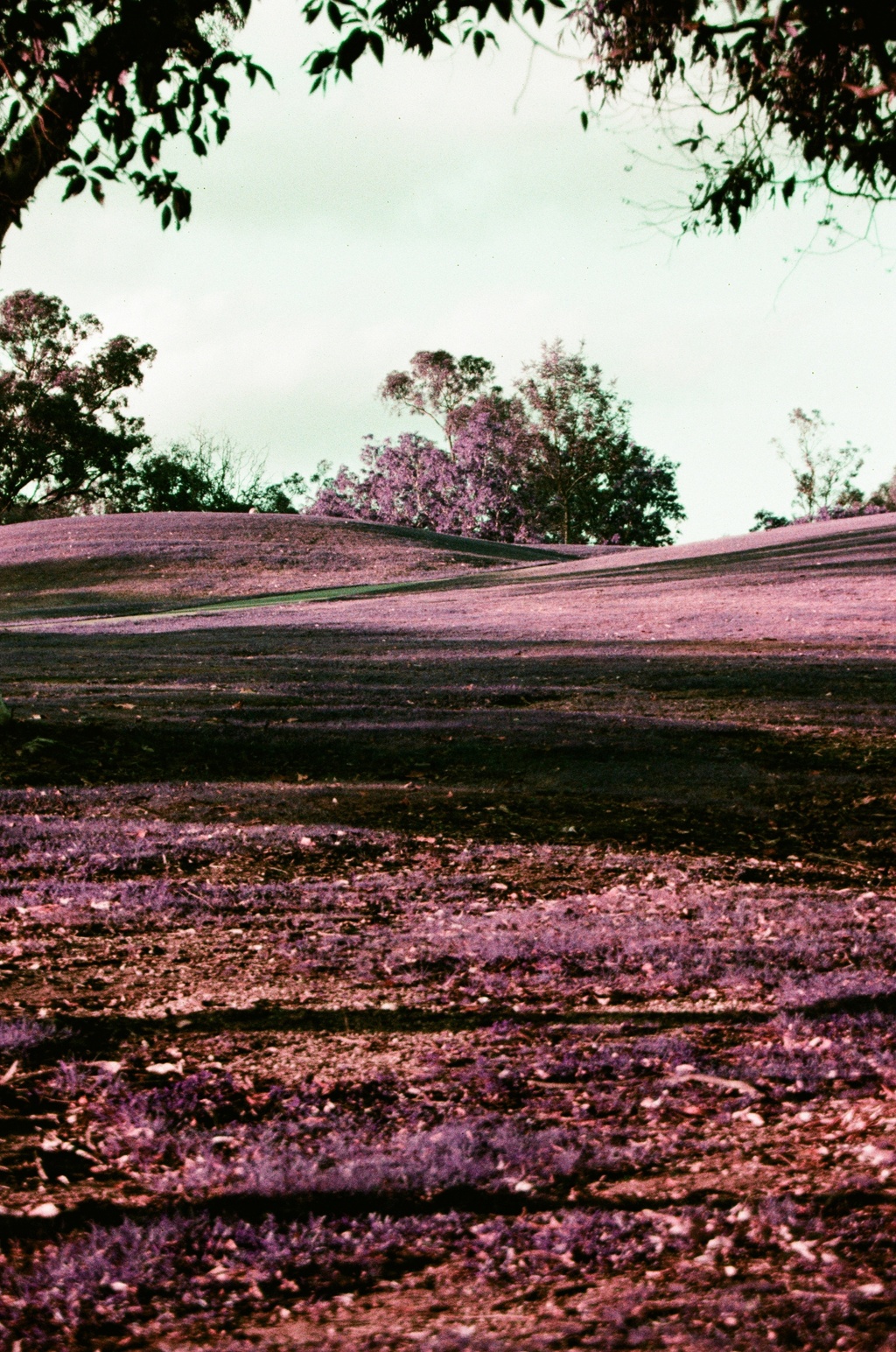 LOMOCHROME PURPLE 125ISO
