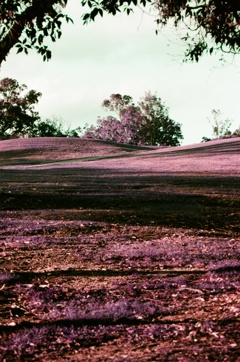 LOMOCHROME PURPLE 125ISO
