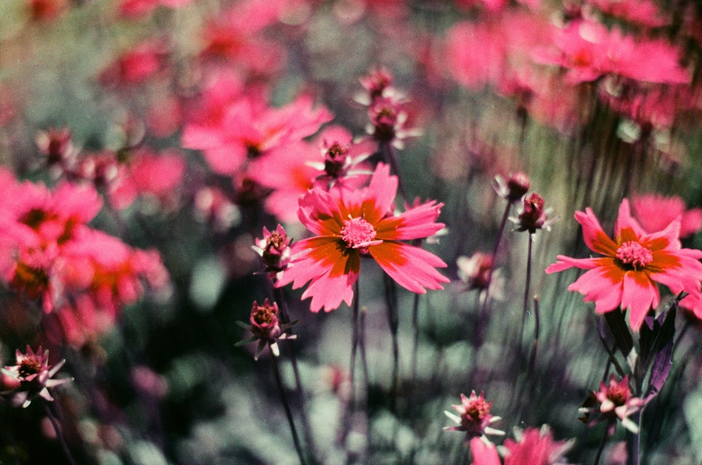 LOMOCHROME PURPLE 125ISO