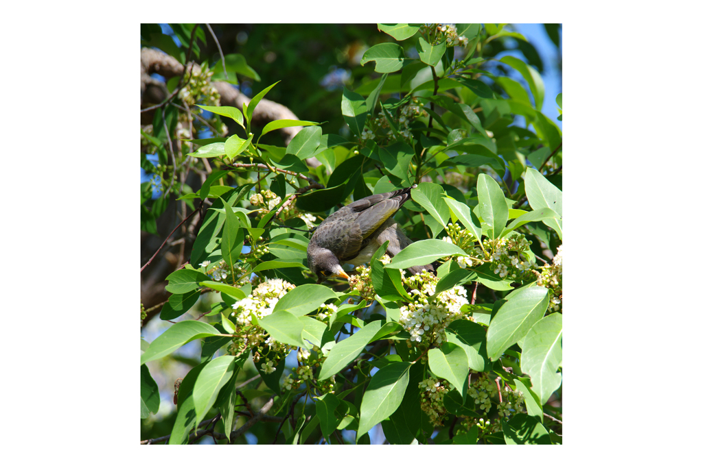 騒がしい鉱夫鳥