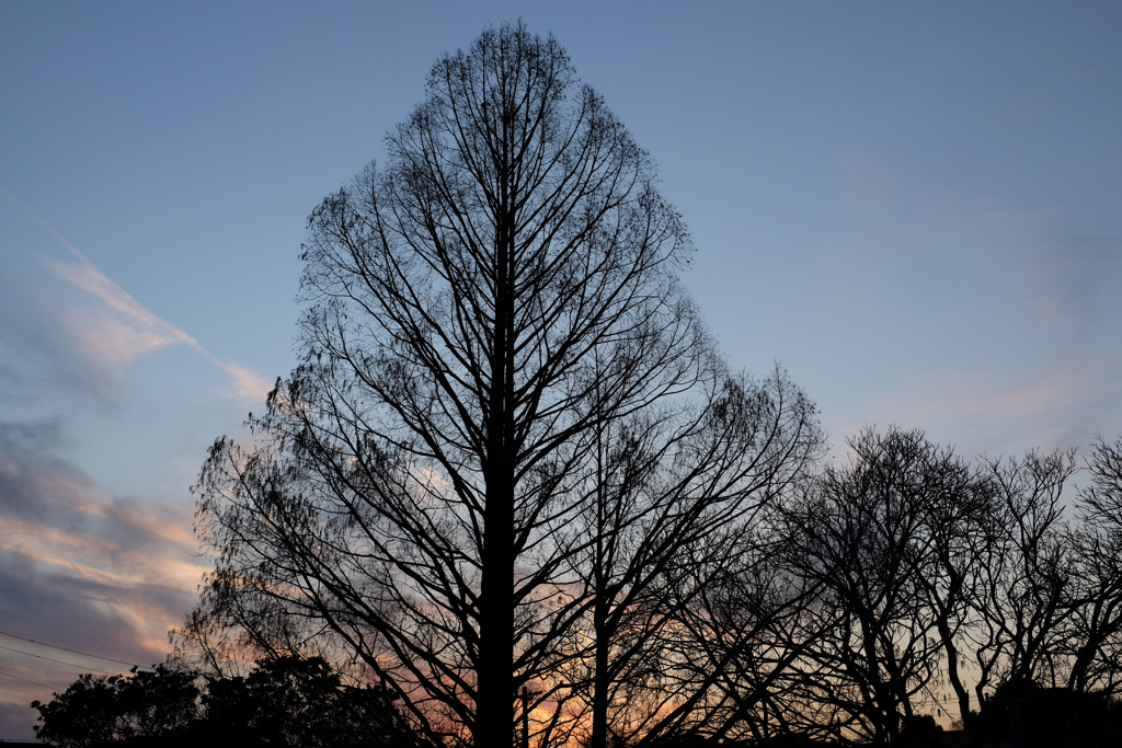 細い枝が冬の空をすかしている