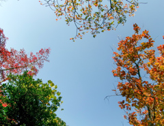 見上げると秋