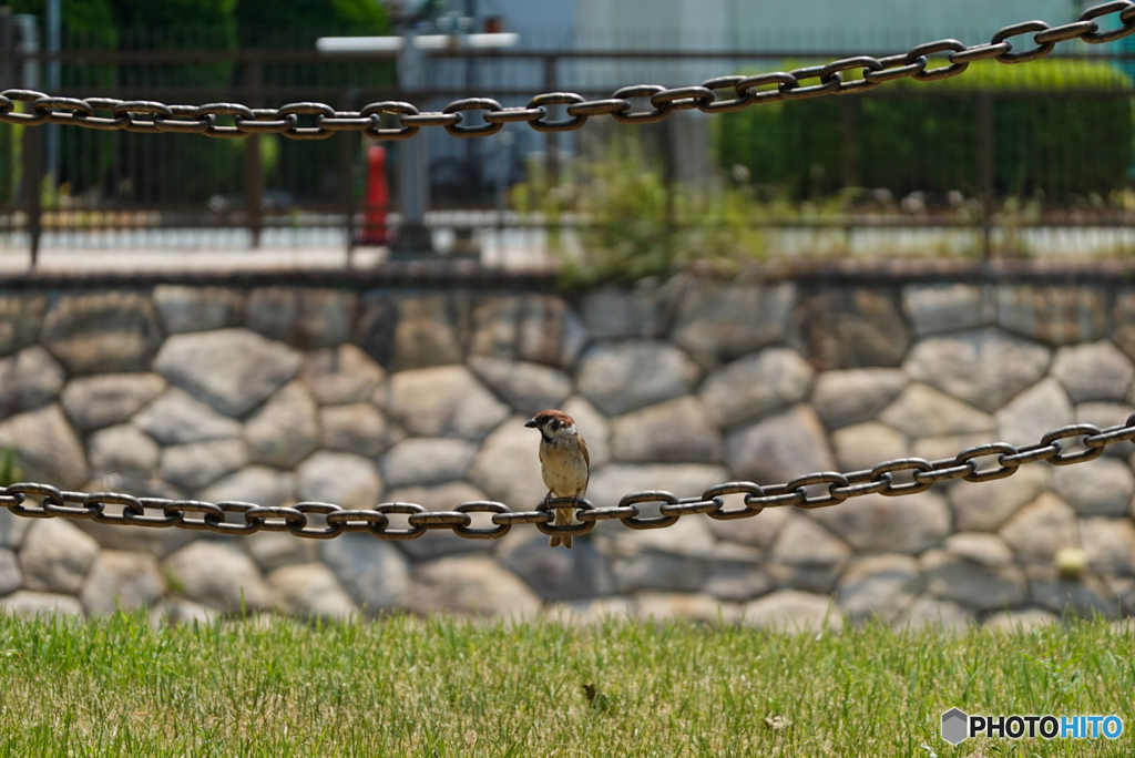 ちゅんちゅんちゃん