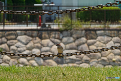 ちゅんちゅんちゃん