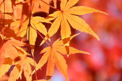紅葉
