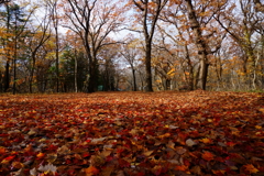 北海道の紅葉は短い