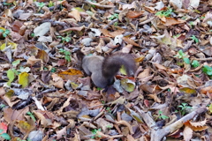 あれ～どこに隠したかなぁ