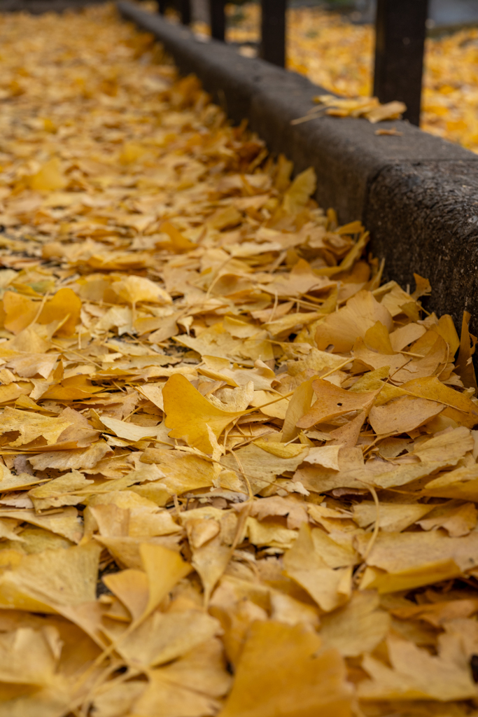 今年最後の銀杏