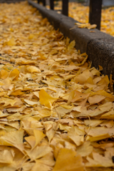 今年最後の銀杏