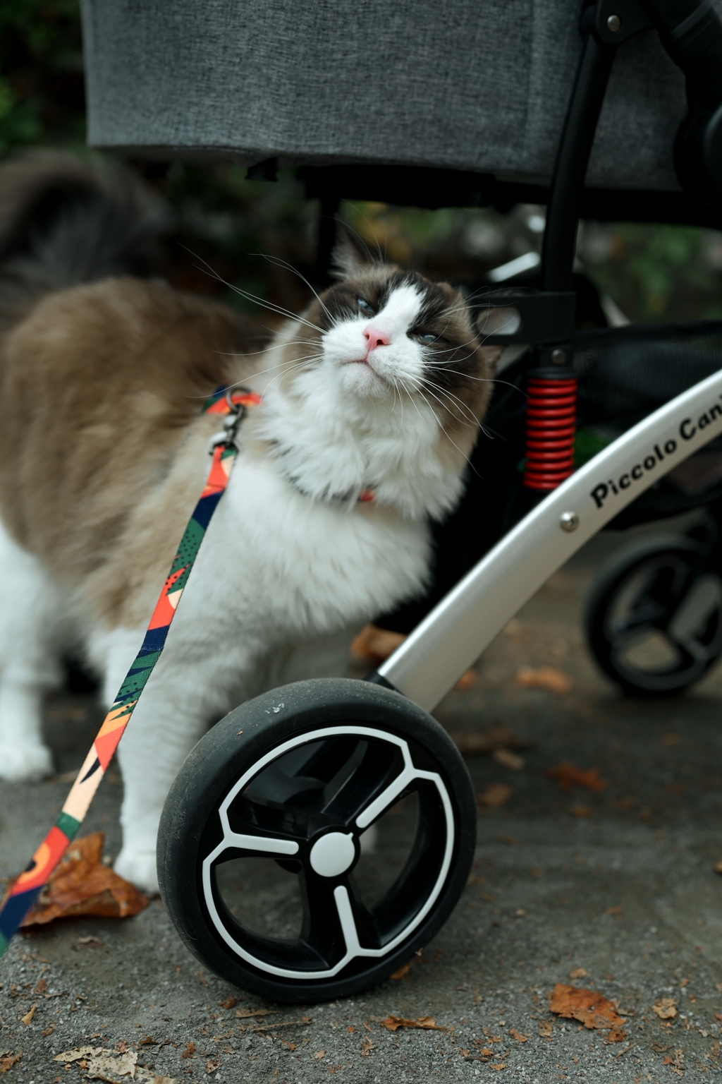 ペットカート大好き