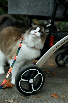 ペットカート大好き