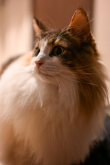 ノルウェージャン