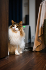 凛々しい顔をしている猫ちゃん