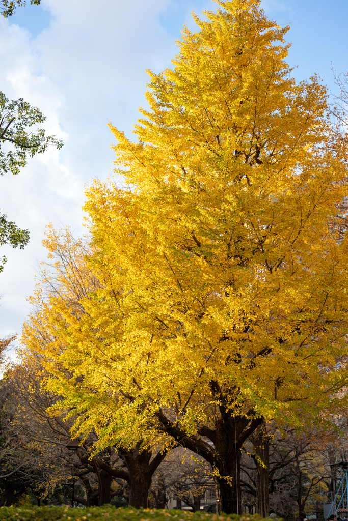 日比谷公園の銀杏
