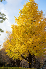 日比谷公園の銀杏