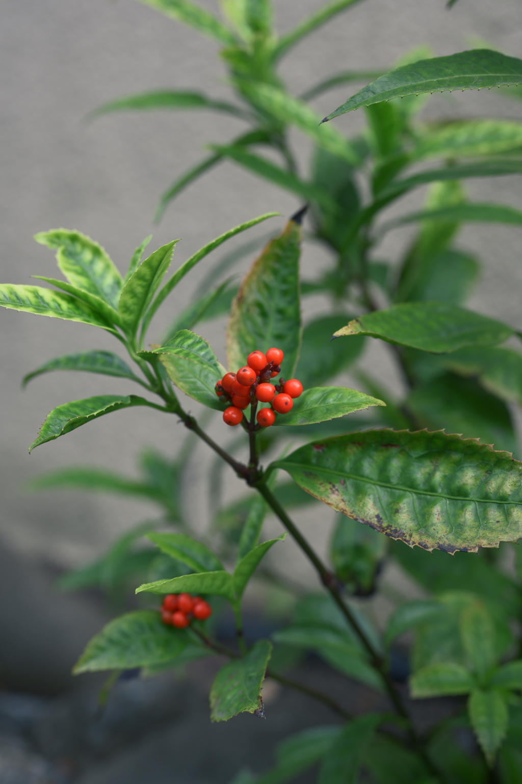 クリスマスっぽい