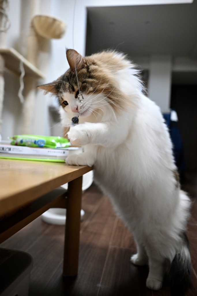 猫じゃらしと遊ぶ