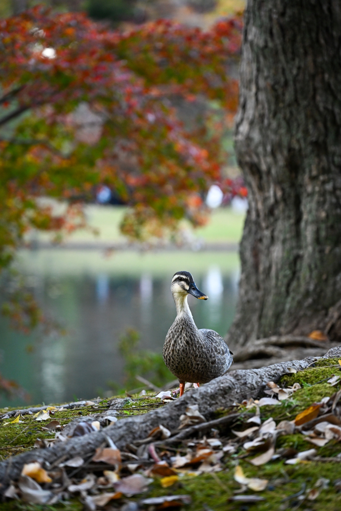 六義園の鴨