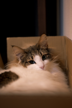 ノルウェージャン