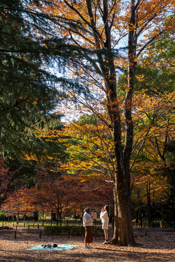 代々木公園の秋