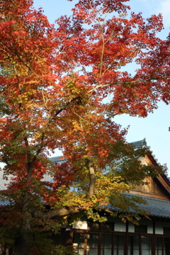寺と紅葉