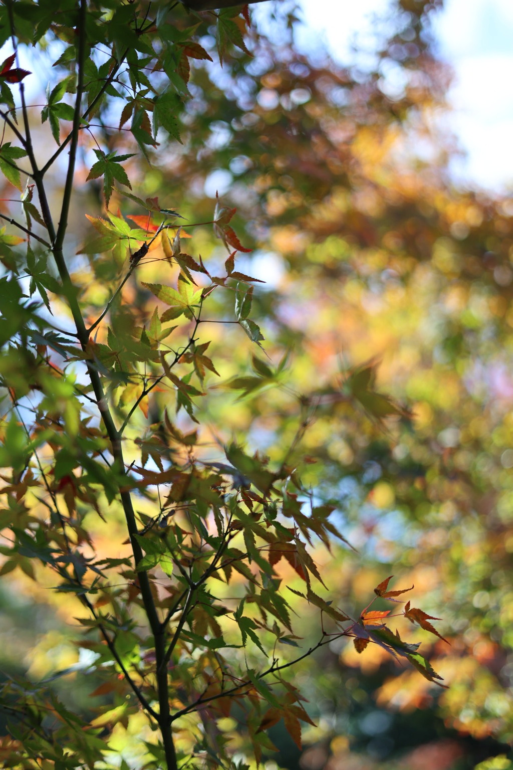 のんびりな紅葉
