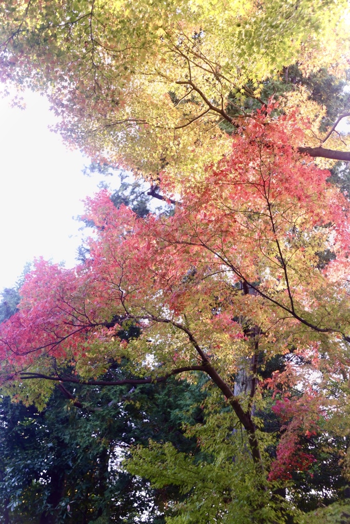 紅葉の衣替え