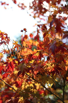 紅葉