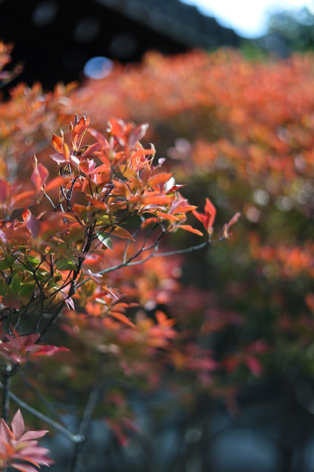 紅葉のような植物