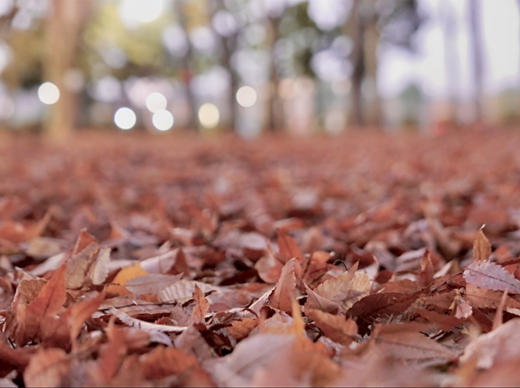 秋がおわってゆく