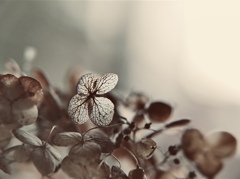 冬の光はやさしい