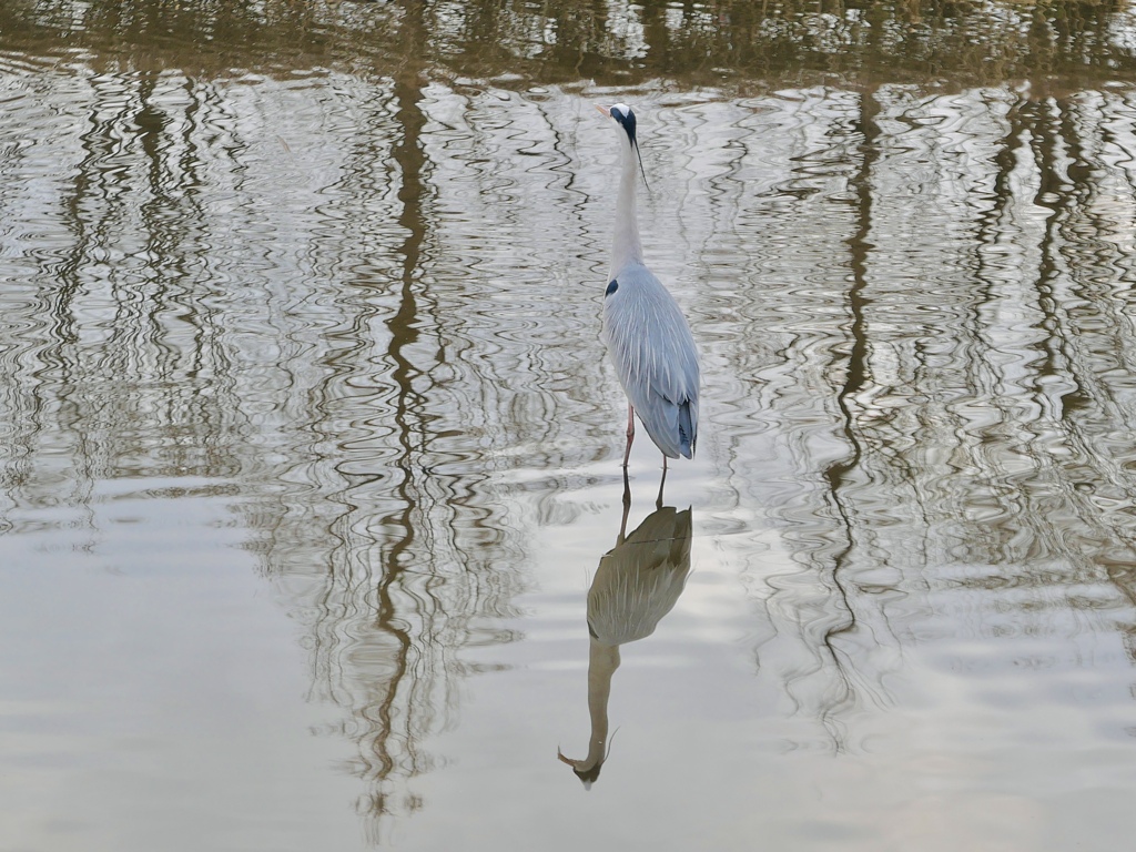 もうひとりの、