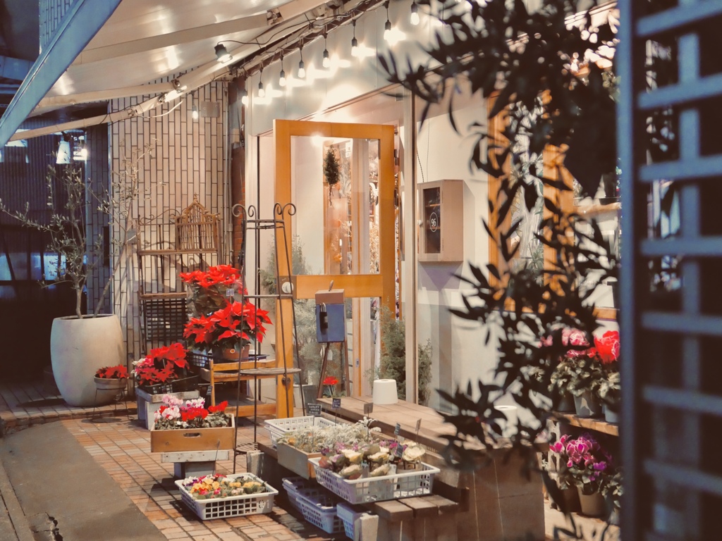 ポインセチアの季節が、きた