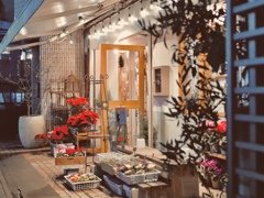 ポインセチアの季節が、きた