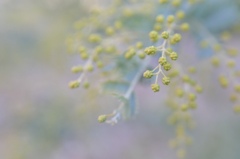 春色の風吹いた