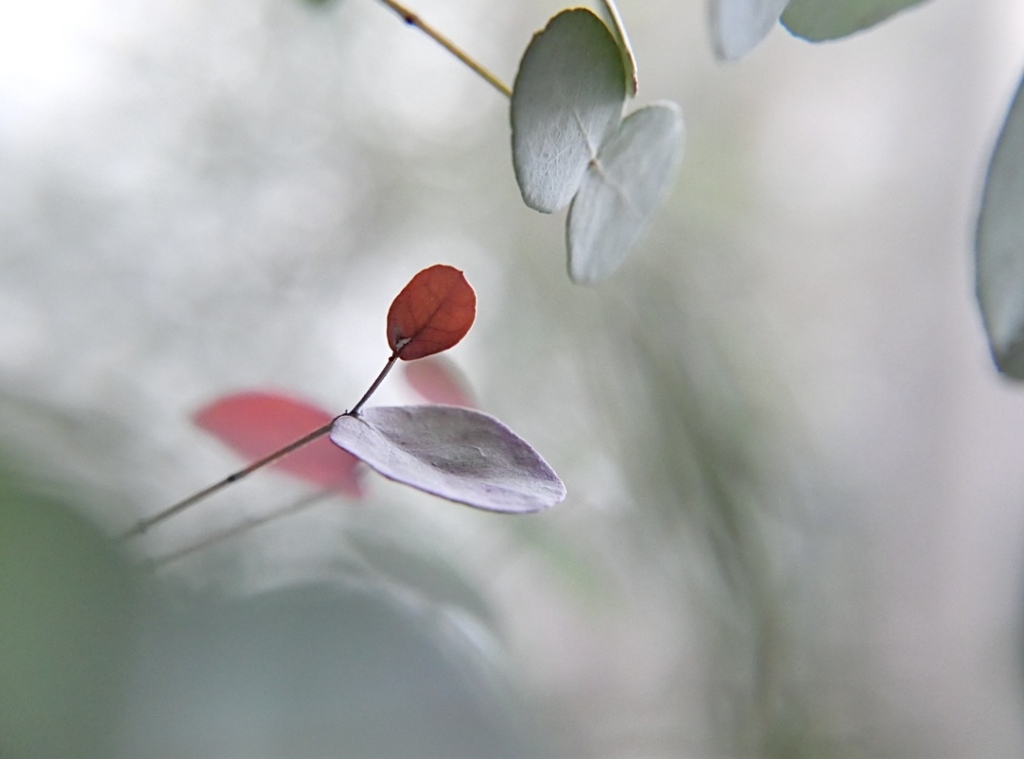 冬の日に紅をさす