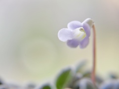 薄紫色のおもいで