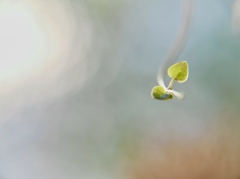 やさしく揺れる