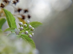 つぼみ   ~迷い~