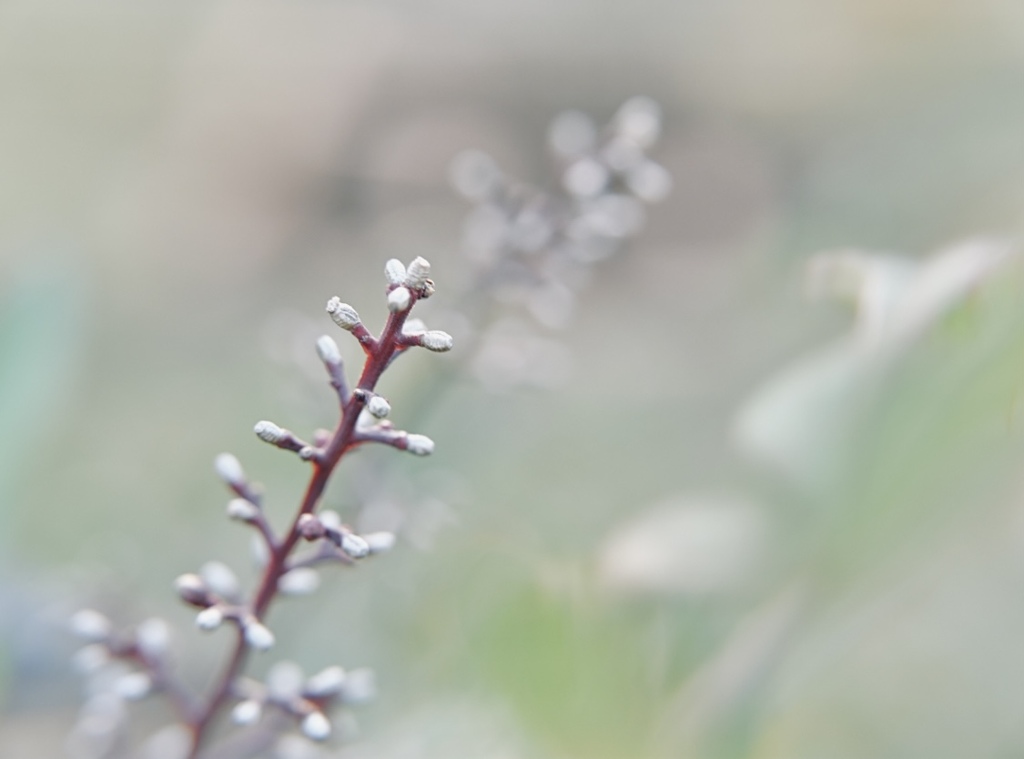 冬の庭で赤をみつける、、