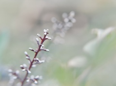 冬の庭で赤をみつける、、