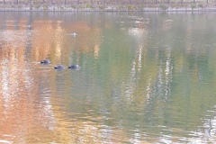 夕暮れパレット