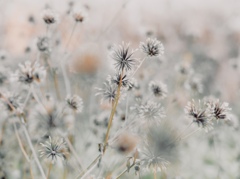 夕暮れにトゲトゲ