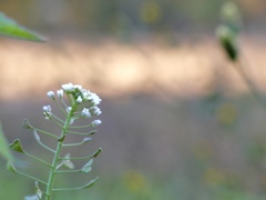 もうすぐ日が暮れる