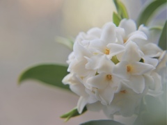 その香りをおぼえてる