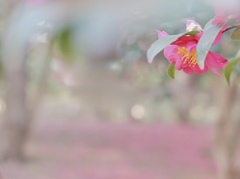 サザンカのある場所