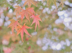 北風にかわるまえに帰ろう